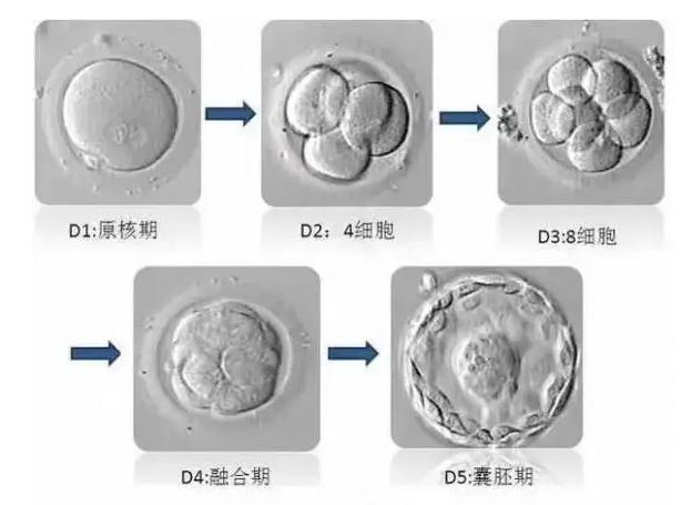 试管冻胚在医院冷冻能保存几年，时间过长会影响胚胎质量吗？