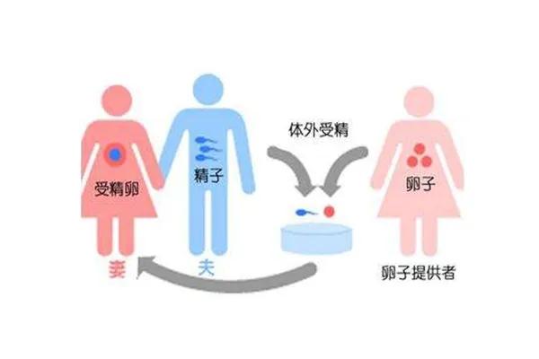 在湖北省妇幼做供卵试管需要多少钱？