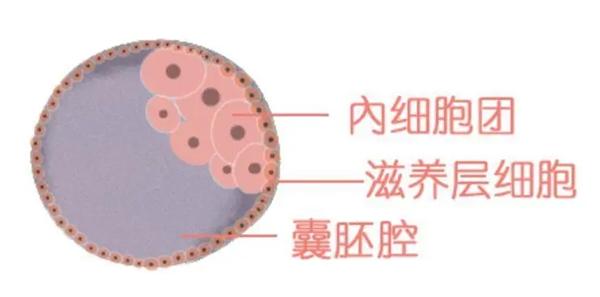 3bb和3bc的囊胚哪个的着床率更高？