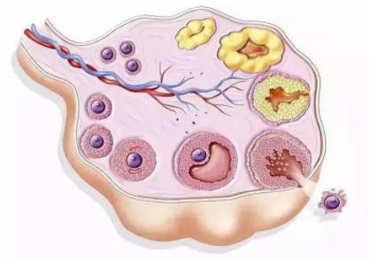 为什么打降调针之后只有一侧卵巢有卵泡？