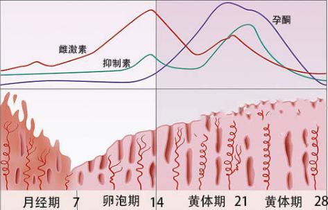 取卵后雌激素多少才是正常的呢？