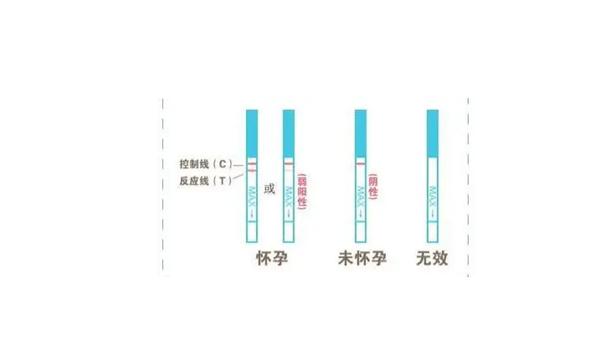 鲜胚移植第8天用试纸测尿hcg能测出怀孕吗?