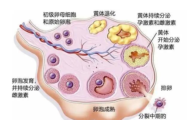 试管为什么要多次促排攒卵泡，有什么好处吗？