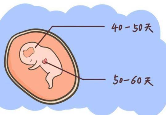 怀孕50天可以开始做B超了吗？