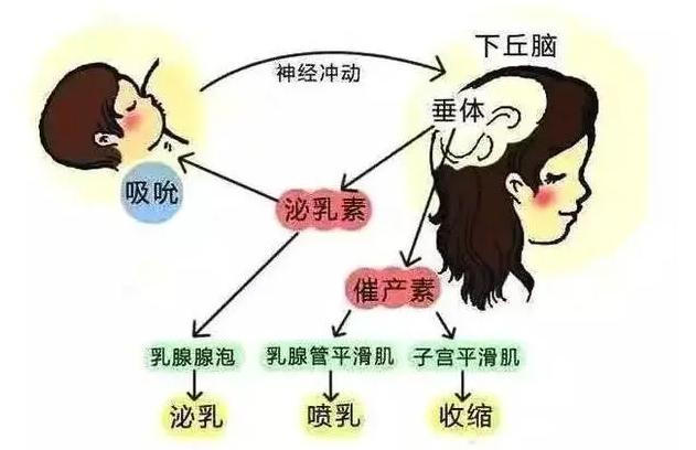 高泌乳素血症影响备孕吗？