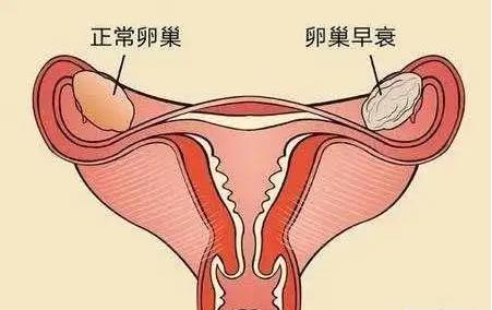 女性怀孕了排卵期还会正常排卵吗？