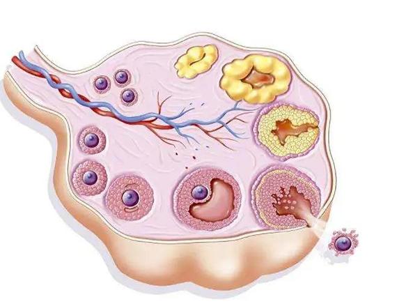 卵泡一直不破会怎么样？