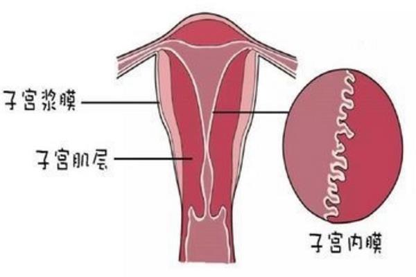 子宫内膜厚度8mm适合做试管婴儿吗？内膜厚度与什么因素有关？