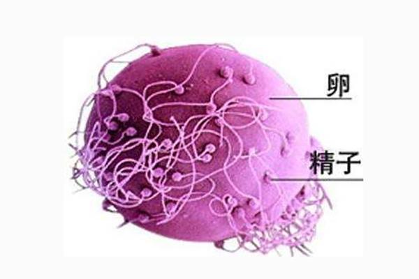试管婴儿移植冻囊胚后，着床期间需要注意哪些细节？
