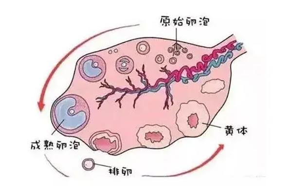 卵泡质量跟遗传基因有关吗？如何才能提高卵泡质量？