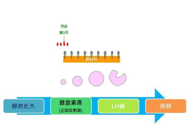 试管婴儿短方案促排需要几天？时间长度是否因人而异？