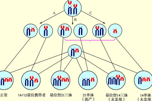 女性染色体易位只能选择做三代试管生孩子吗？