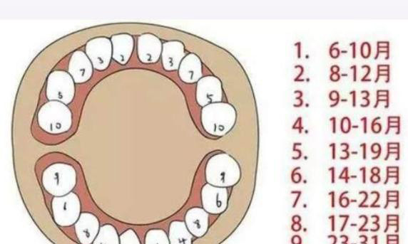 幼儿牙齿生长顺序是怎样的？