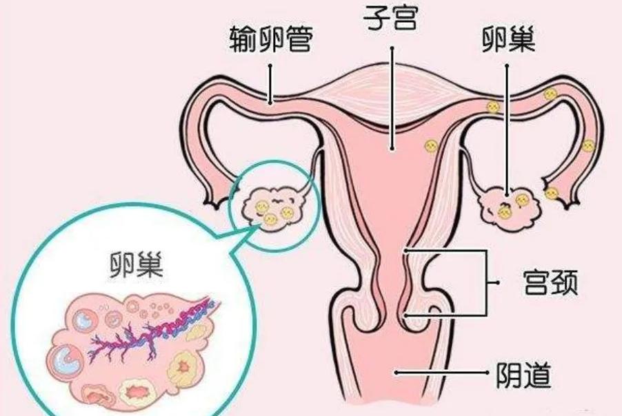 排卵期不怀孕的解决办法，用这三招