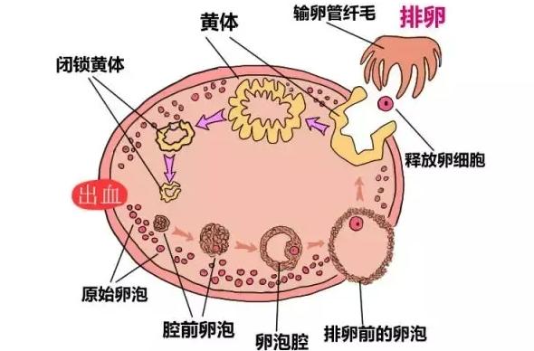 移植两个8细胞1级会生化的原因，医生说出了几点因素