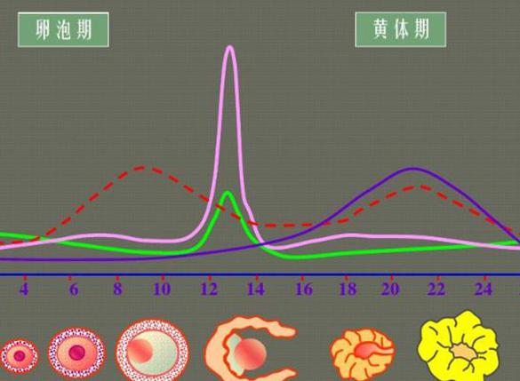 黄体期促排方案的优缺点,不同选择的促排方案也不同