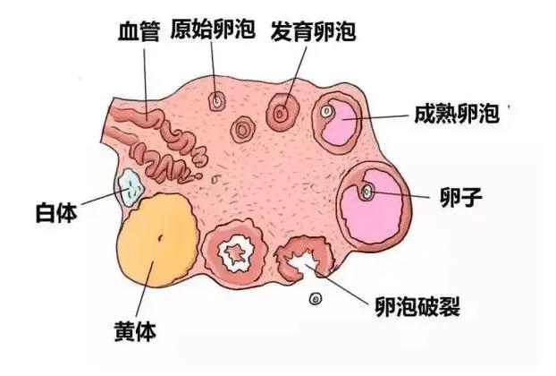 取卵前需要注意的这些事项，尽量不做