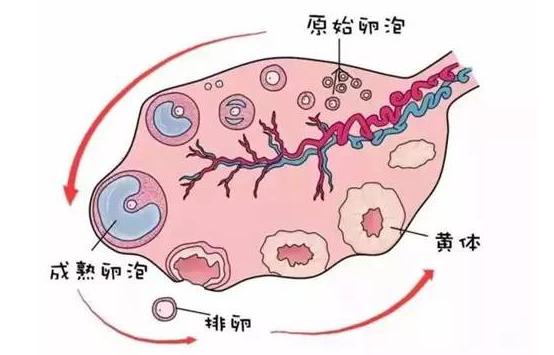 详述月经第8天卵泡大小正常值