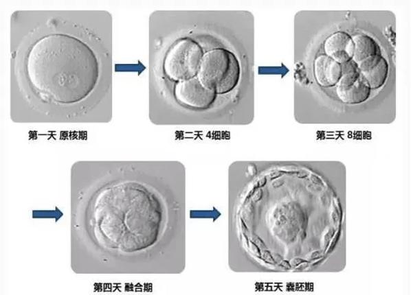 这3个原因，或与试管胚胎裂变有关