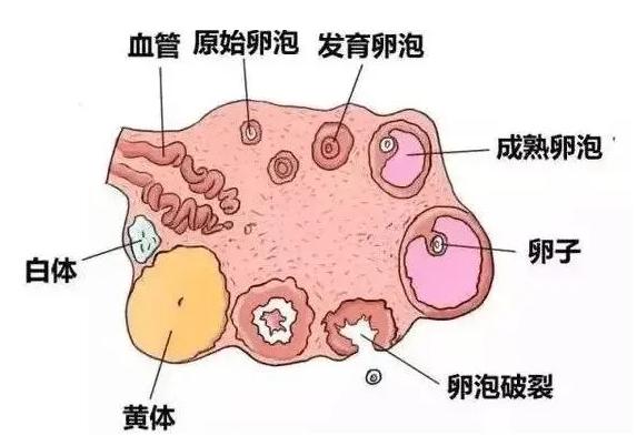 试管前能做宫颈环扎术吗，会不会影响胚胎移植？