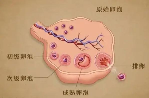 超长方案卵泡少的这3个原因，一定要知道