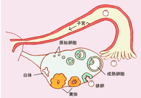 女性要注意区分排卵痛和黄体破裂,及时就医比较重要