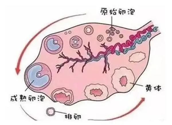 能用黄体酮催月经后进行试管婴儿？