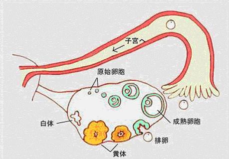 先天性排卵障碍有这三大障碍，女性要重视