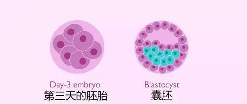 试管婴儿囊胚移植后出血怎么办?