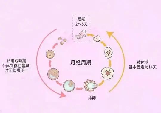 黄体期促排卵方案需要注意的事项