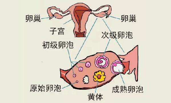 11个基础卵泡只有1个可取是什么情况，促排并非一定会增加