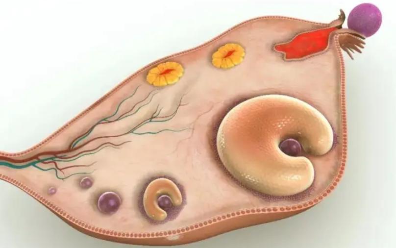 优势卵泡和成熟卵泡有什么不同，一分钟了解其中奥妙
