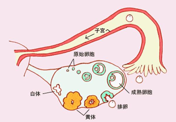 黄体功能不全导致的不孕症不用怕，这些治疗方法都有效