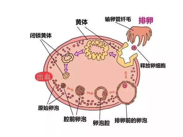 2022试管婴儿科普什么是卵泡期，带你全方位了解