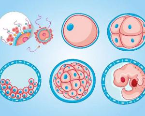 冻胚移植不成功的症状有哪些