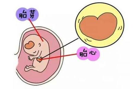 试管移植6周后无胚芽，建议调理身体之后重新进行移植