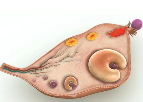 卵泡提前排出影响大，不仅影响女性的身体健康还影响试管结果