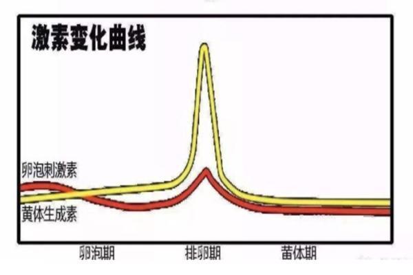 试管长方案中激素的重要性