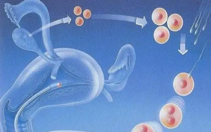 人工受孕全过程是怎么样的？详细步骤为您介绍