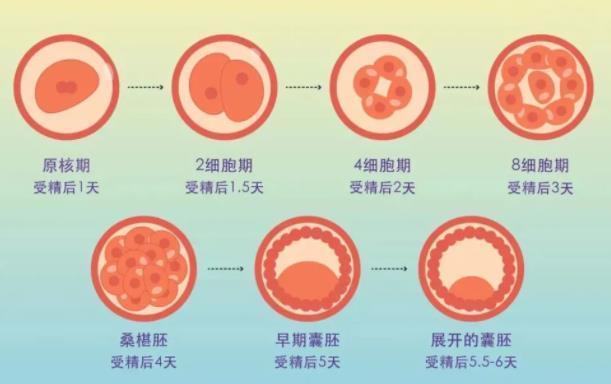 为什么要养囊胚？是因为有这四点你不知道的优势