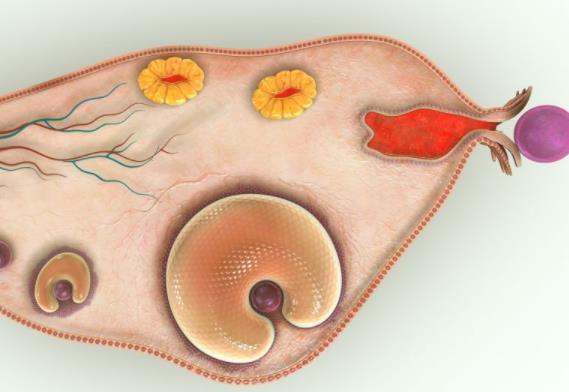 做完试管后该如何保养卵巢，做好这几个方面很重要