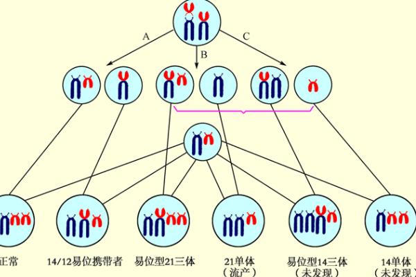 平衡易位做三代试管成功率高吗？内附成功经验分享