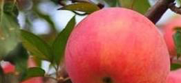 吃苹果可预防肿瘤