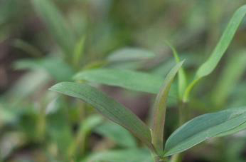 铁皮石斛图片 铁皮石斛种植大全